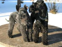 February 2008: Tara (10 years) and Troya (2 years) in short coats. Photo: Virve Venhe.
