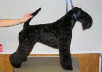 Jami groomed for his first show (reserve CAC).