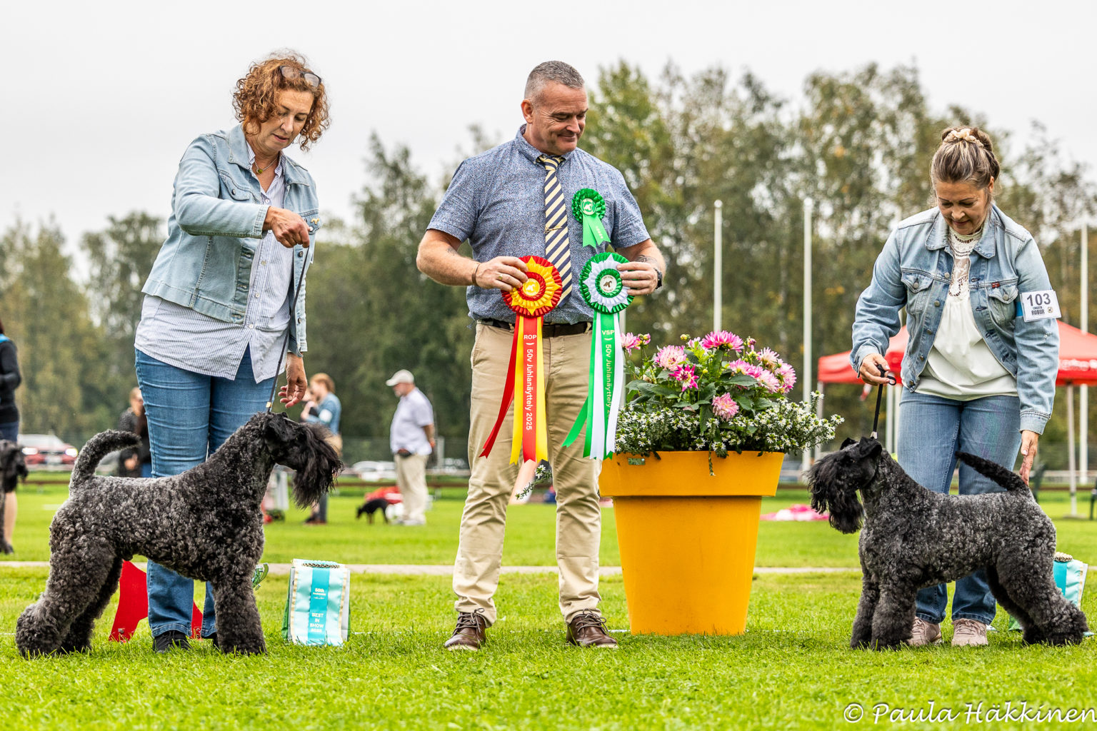 Geijes Land Ahoy and his sister Geijes Local Attraction, BOB and BOS at Finnish Kerry and Wheaten Club's 50th Anniversary Show. Judged by Harrold Quigg.