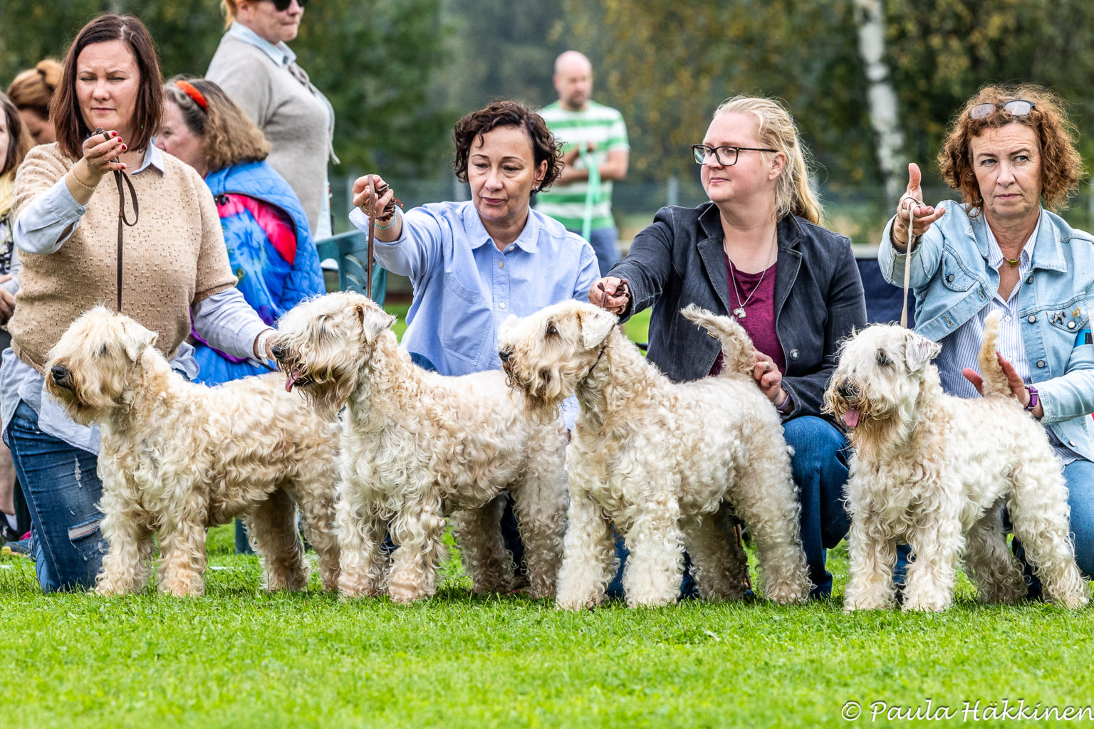 Geijes secon best Breeders Class at Finnish Kerry and Wheaten Club's 50th Anniversary Show