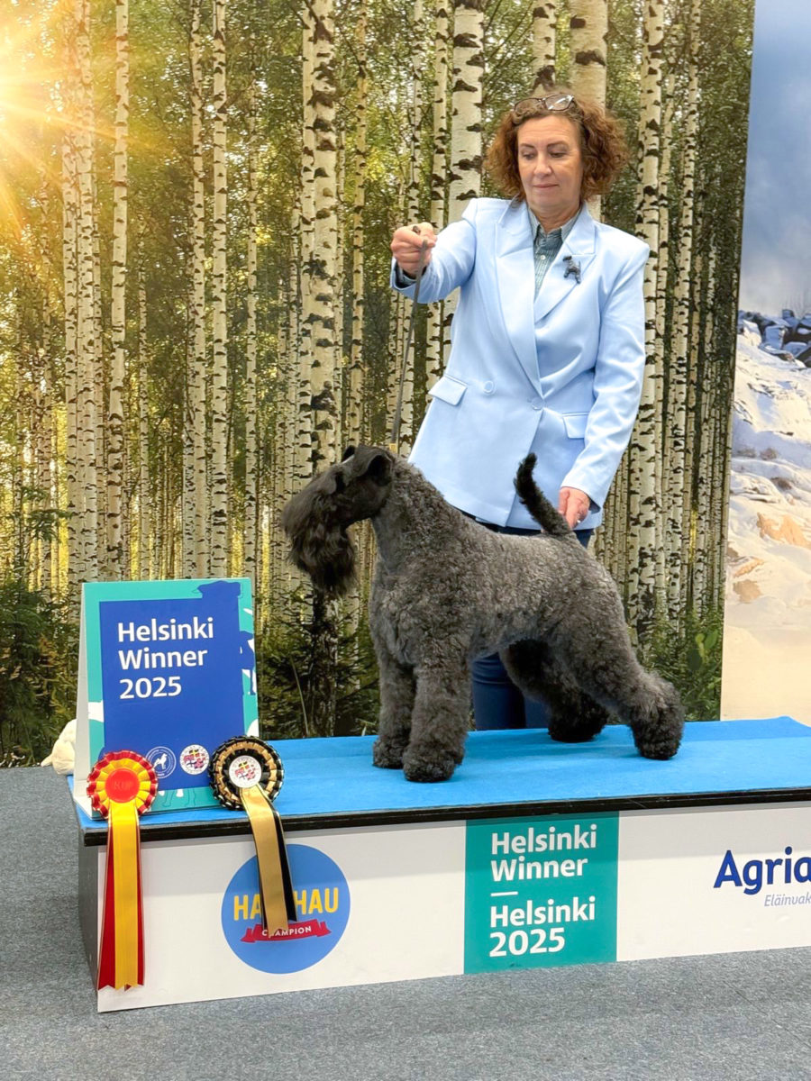 Geijes Local Attraction (Joy) –  BOB in Helsinki Winner 2025, Helsinki 6.12.2025